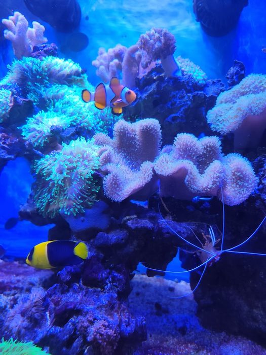 Akwarium morskie sprzedam