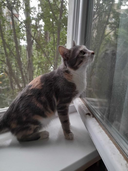 отдаем кота бесплатно