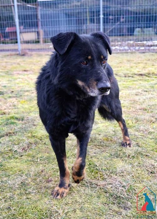 Bardzo przyjazny piesek Pedro szuka domu!