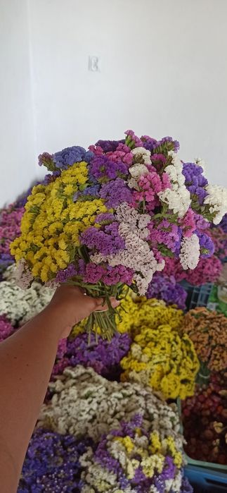 Zatrwian wrębny z własnej uprawy wieniec dożynki duże ilości