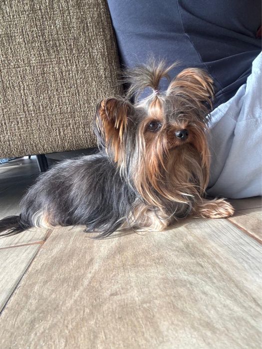 Yorkshire Terrier Fêmea Adulta com Lop