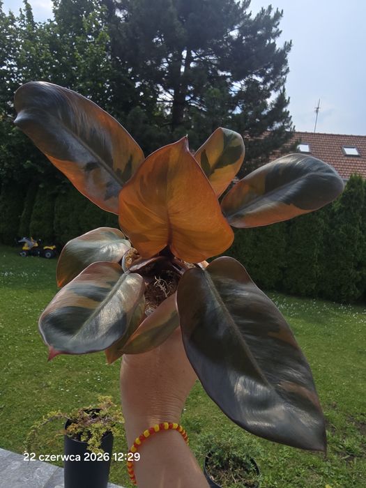 Duża sadzonka Philodendron black cardinal variegata