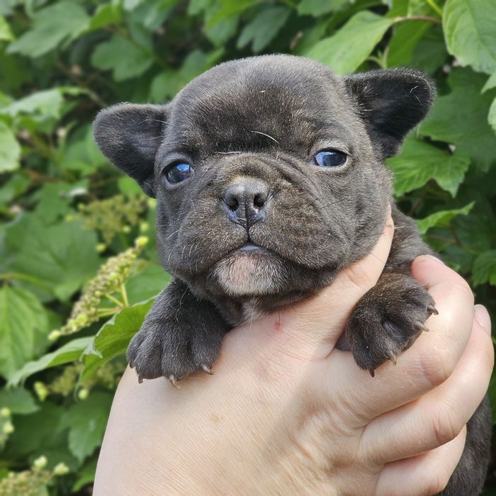 Дівчятка блакитного французького бульдога