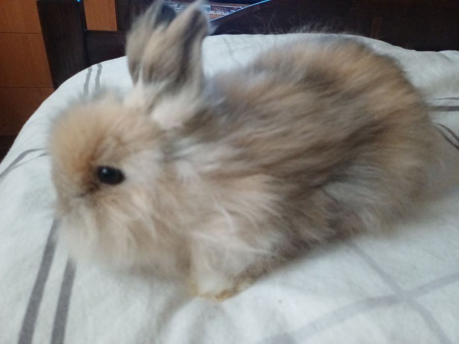 Декоративнi кролики, карликовий кролик