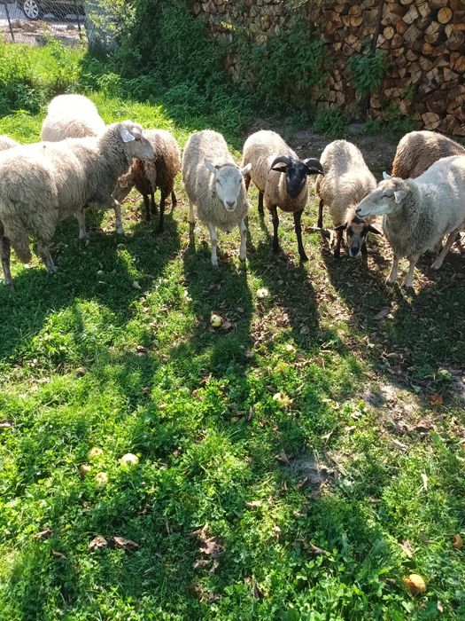 Owce 9 miesięcznie  do dalszej hodowli