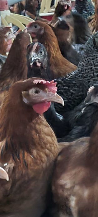 Kury nioski Rosa Leghorn Messa młode z jajkiem. Dowóz Gratis Zapraszam