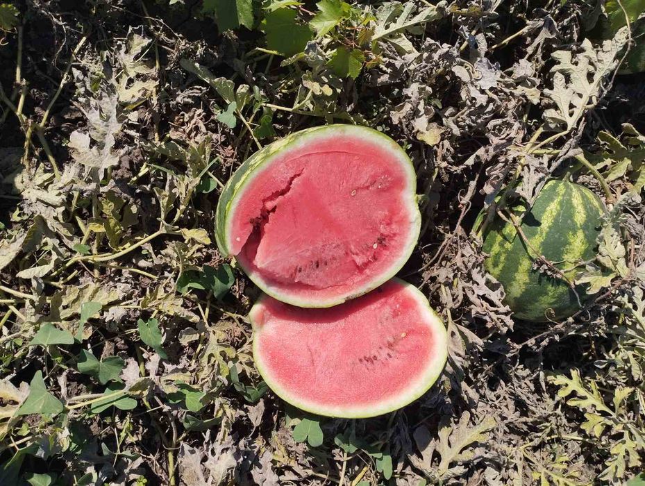 Продам арбуз,сорт Продюсер премиум