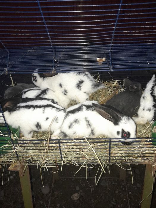 Продам кролики .