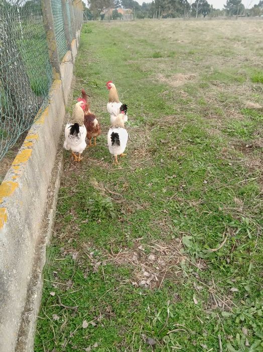 Galos cruzados criados ao ar livre