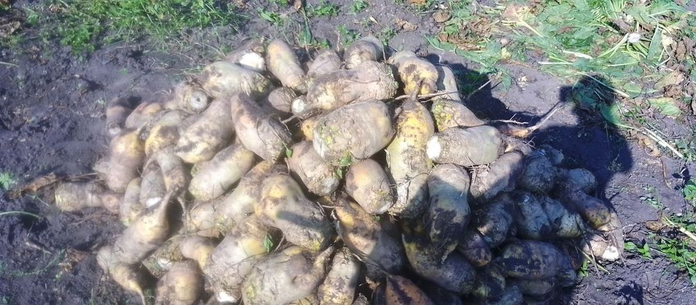 Кормовий буряк 500кг