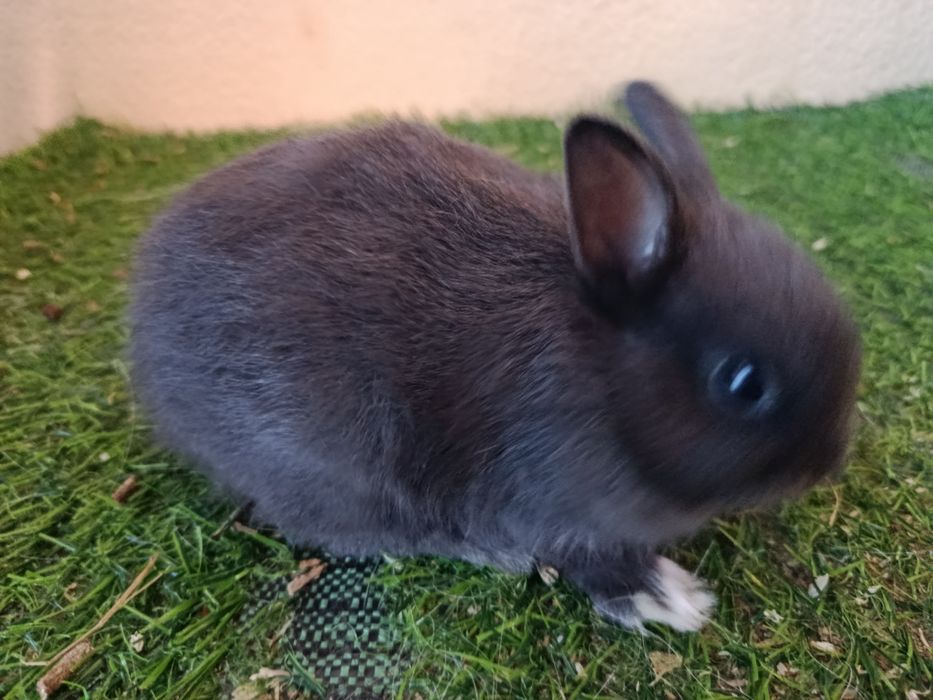 Vendo coelhos holandês anão com 2 meses