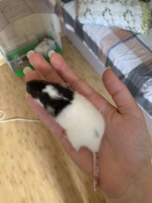 Крысы Дамбо / крысята