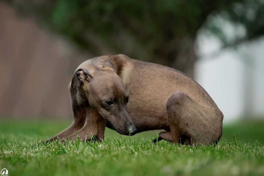 Левретки хлопчик