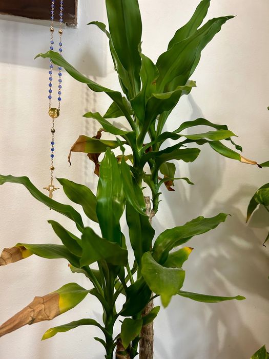 Planta dracaena fragrans dupla + vaso cerâmica