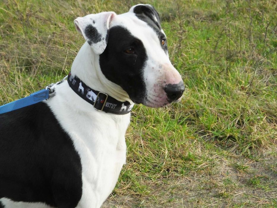 Do adopcji Cherry, suczka w typie bullterriera, TTB Poznań