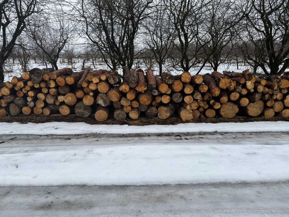 Drzewo opałowe sosna