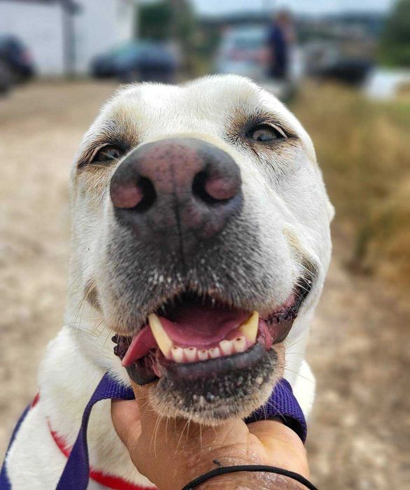 Kanda - cadela média para adoção