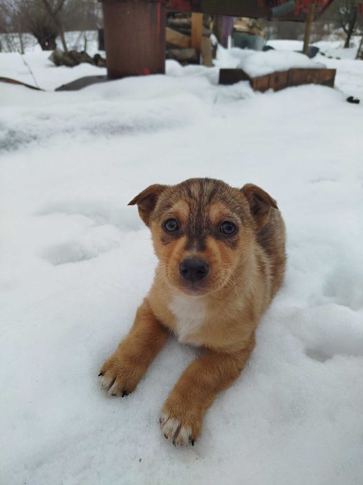 Цуценя в добрі руки