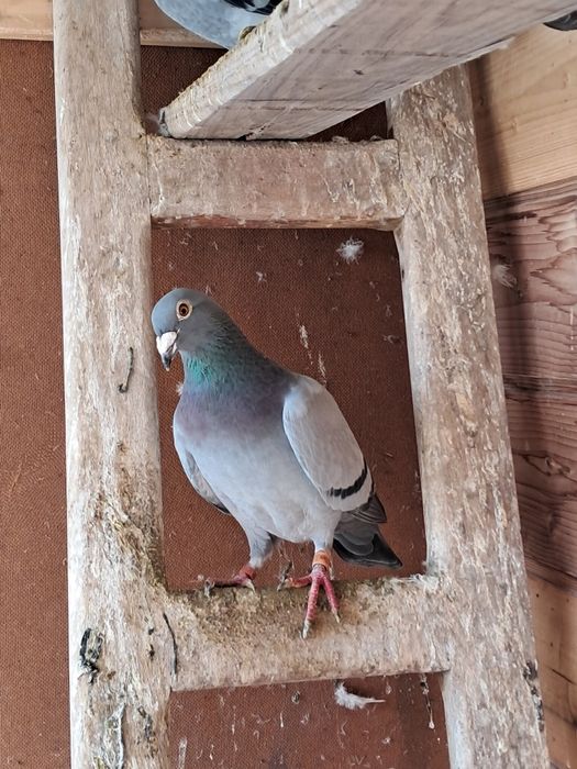 pombo correio disponíveis