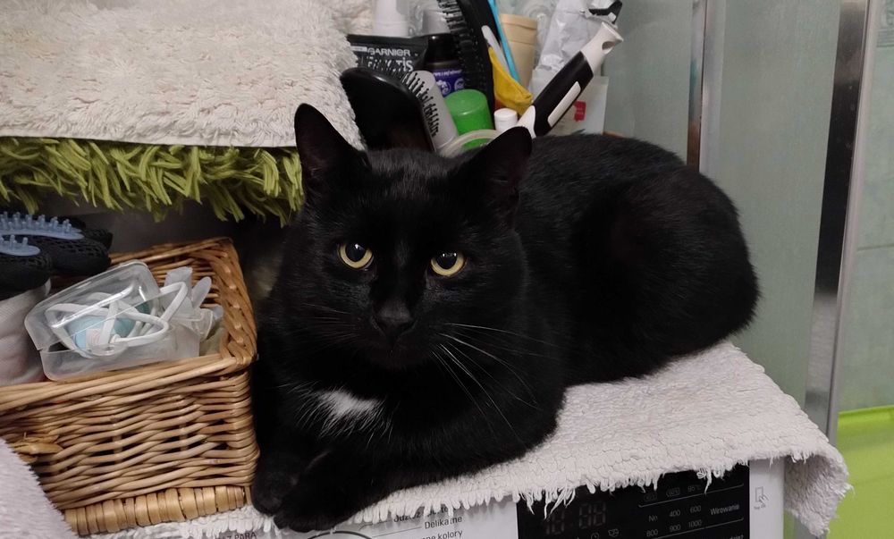 < 3  Gucio – kot, który patrzy w serce  < 3