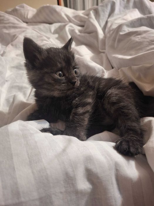 Кошечка, кошенята, котики Первомайск