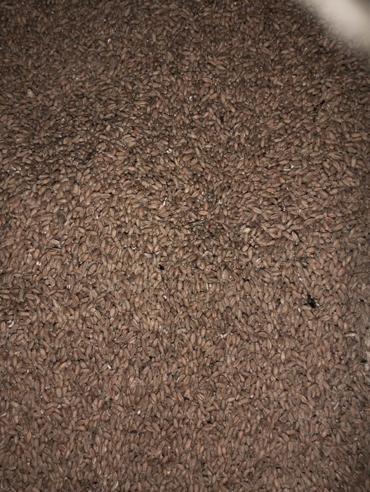 Pszenżyto  ziarno 22ton