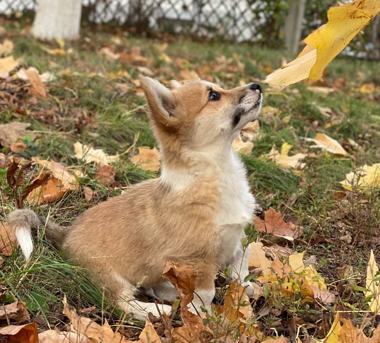 Вельш корги пемброк