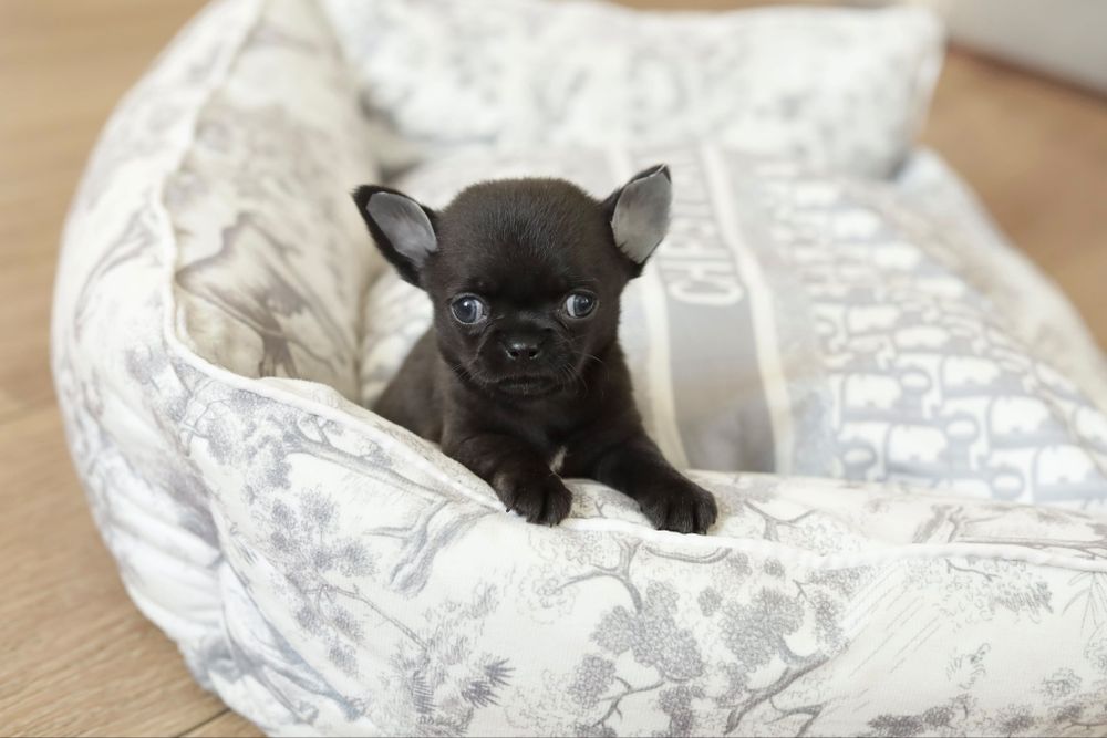 Chihuahua FCI chłopak