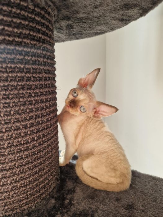 Kociak devon rex drx