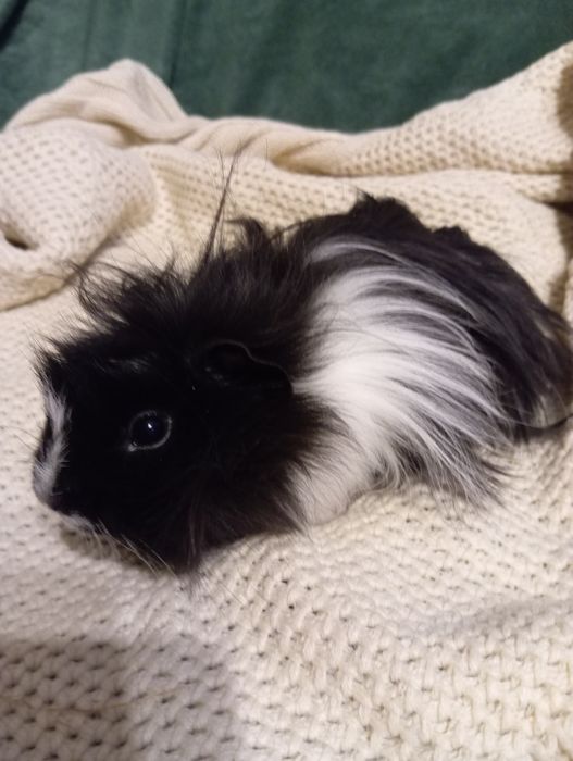 Świnka morska - samczyk