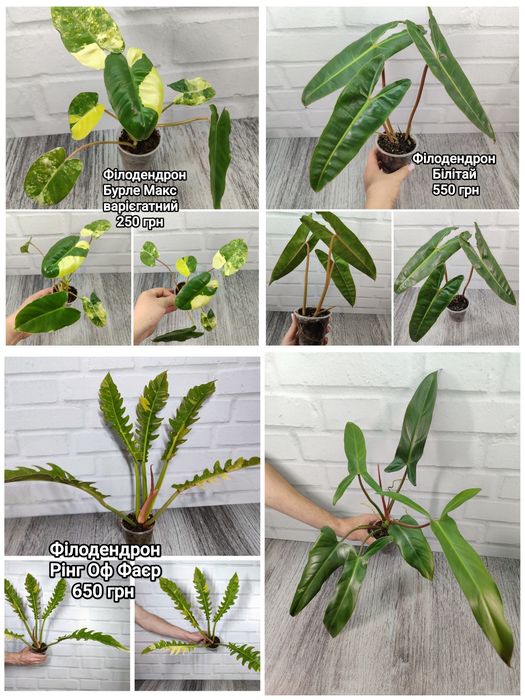 Продам сциндапсуси, епіпремнуми, пінатуми