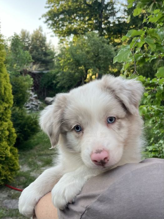 Border collie sunia lilak merle gotowa do odbioru