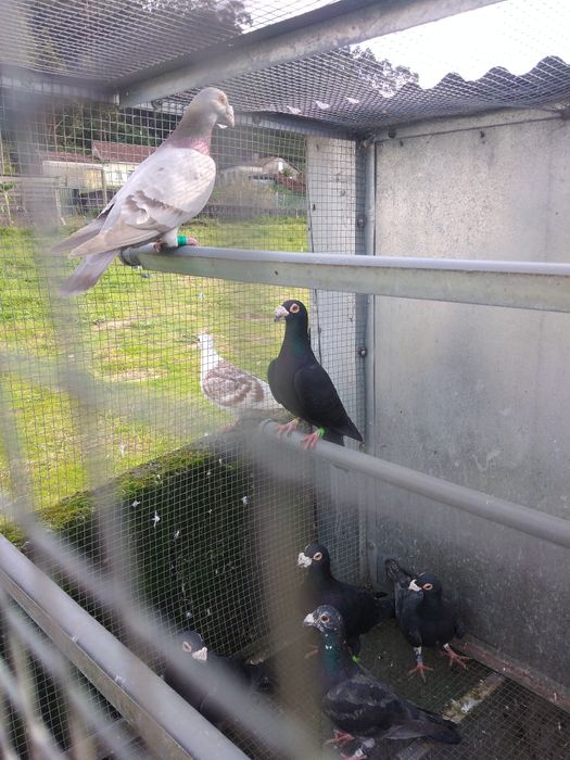 Pombos correios para venda