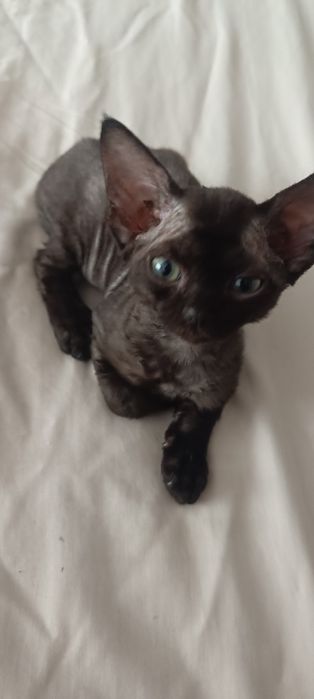 Czarny kocurek Devon Rex FPL