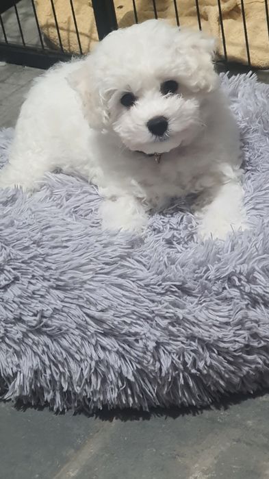 Bichon Frise Fci piesek