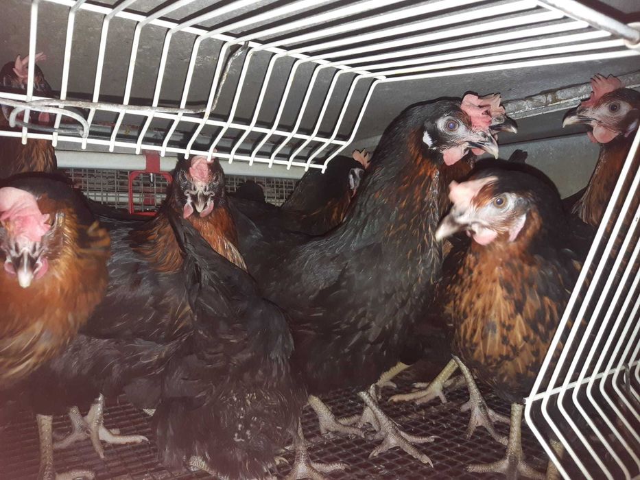Kury nioski młode Rosa z wolnego wybiegu. Leghorn i Messa. Dowóz.