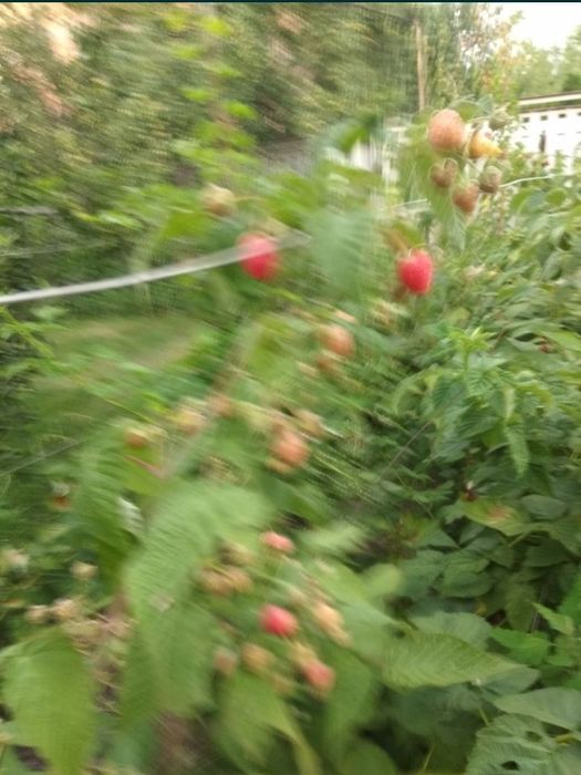 Продам саженці дерева та ремонтатну малину