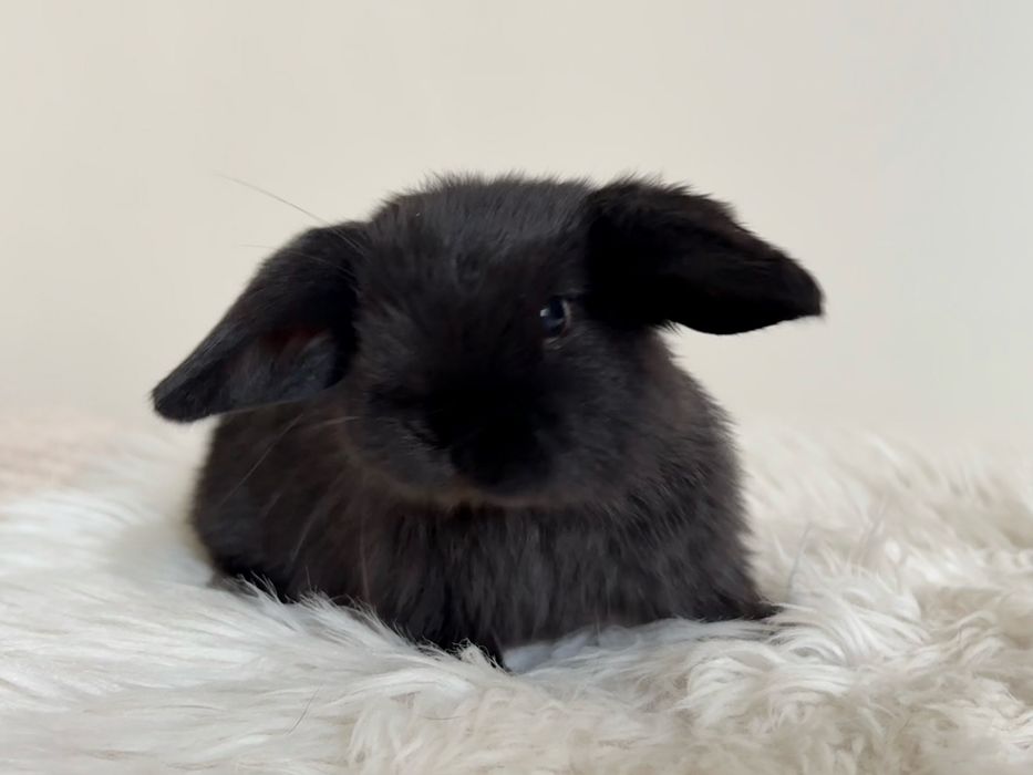 Kroliki baranek miniaturka  karzelek mini lop