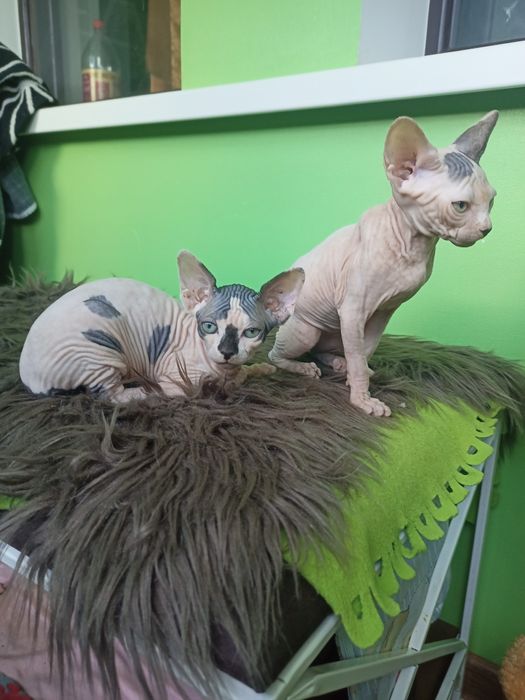 Котята канадского сфинкса