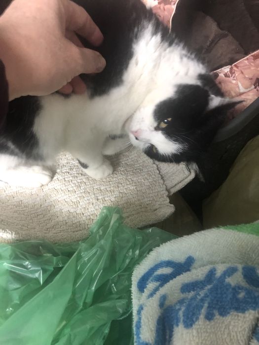 Kicia czeka na swój wymarzony dom