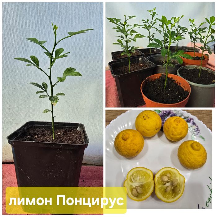 Екзотичні рослини :  Папая, Банан карлик,Гуава,Лимон(Понцирус).
