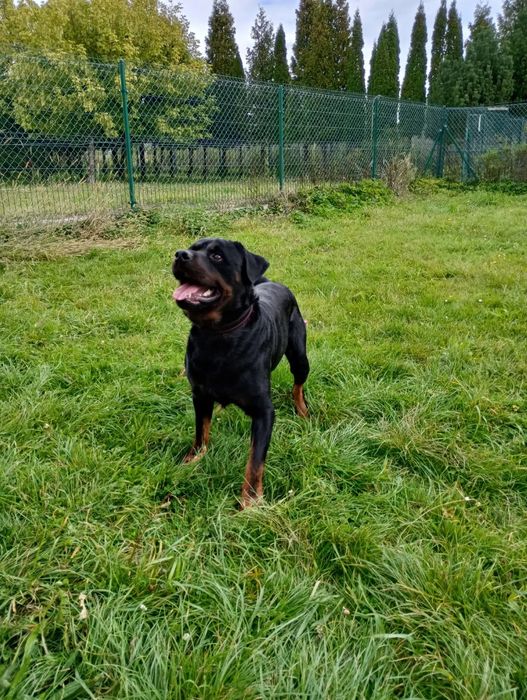 Loko 3 letni rottweiler do adopcji