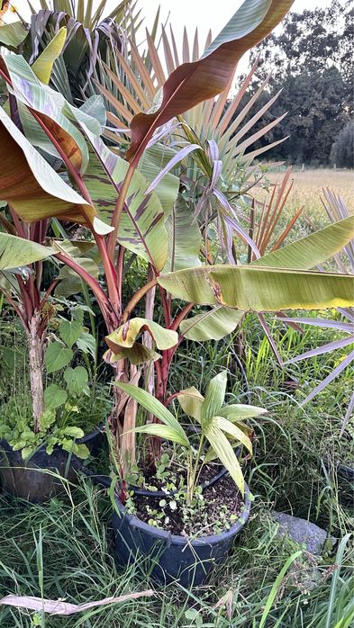 Banana Musa sikkimensis “Red Tiger”