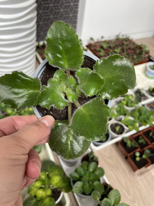 Гарнющі фіалки