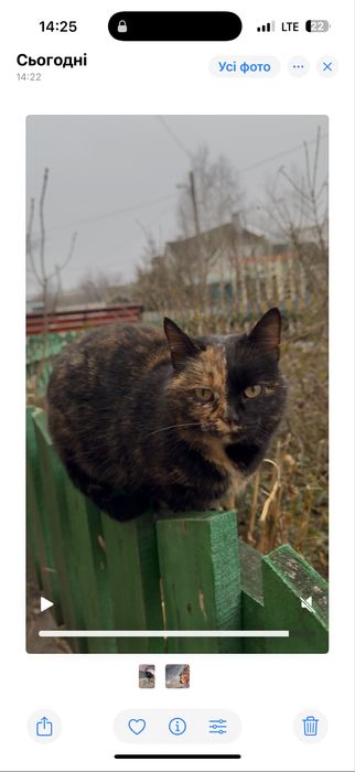 Киця, котик