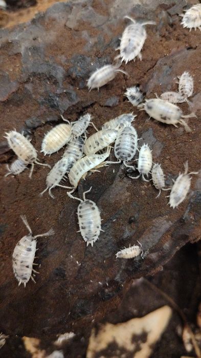 Isopody Porcellio laevis dairy cow (prosionki)