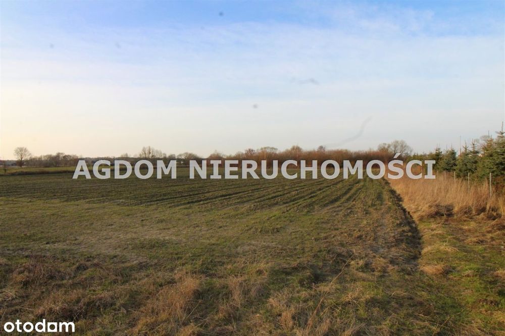 Dzialka - Chełmica Duża