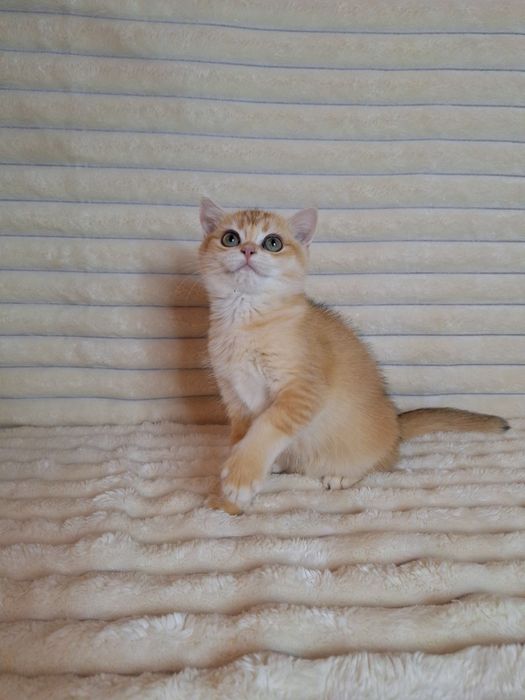 Британська Золота шиншила дівчинка.