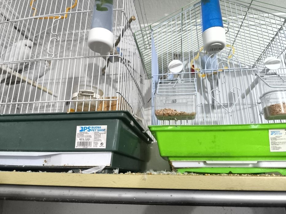 periquito australiano