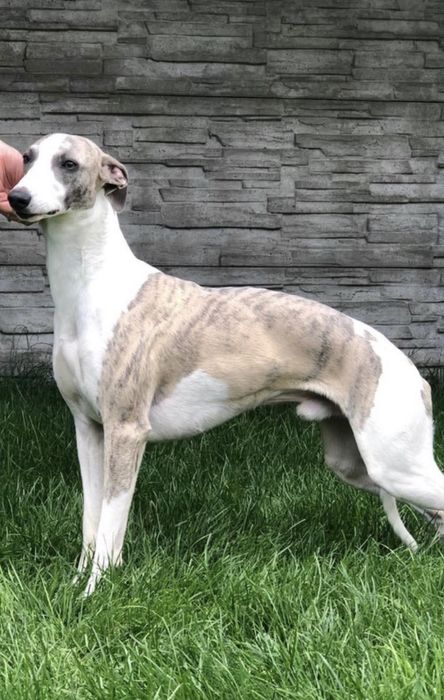 Whippet chart suczka